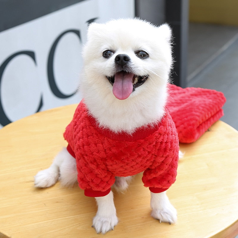 dogs with sweaters
