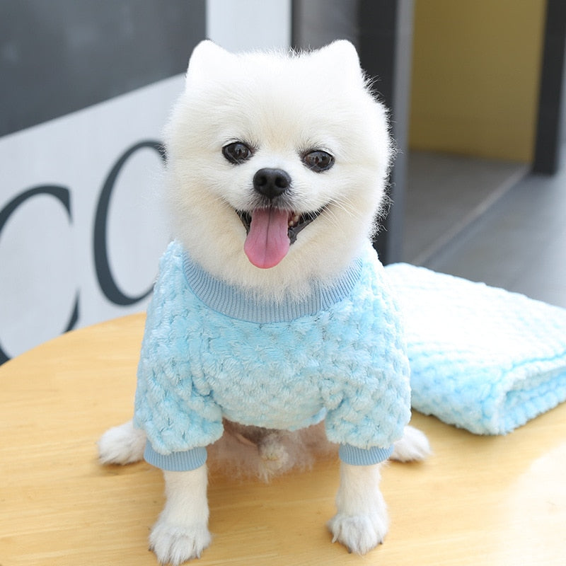 dog with sweater
